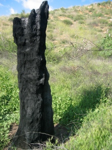 A tree that looks a bit like a rook